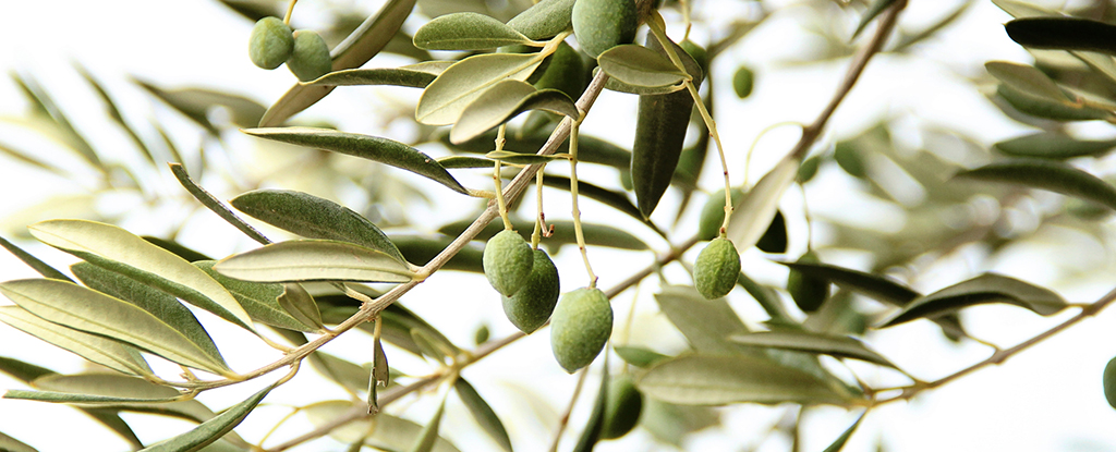 אנחנו יודעים ששמן זית טוב לנו