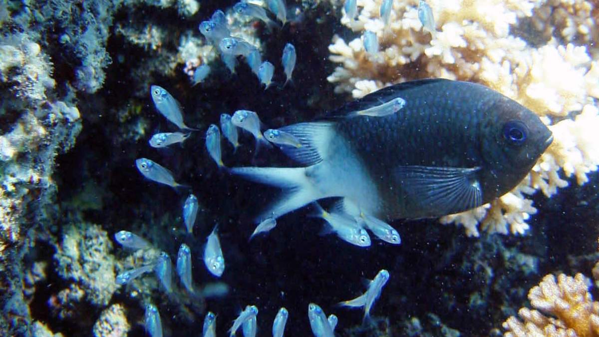 כישורי ההורות הנדירים של Damselfish מגיעים להצלה