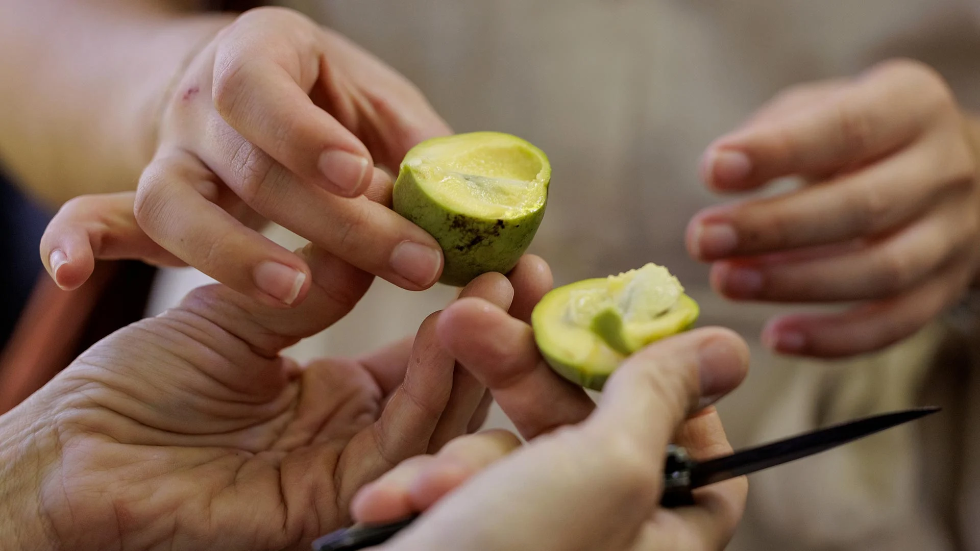 הפרי המקומי הגדול ביותר בצפון אמריקה מרעיד את המערכות האקולוגיות המקומיות