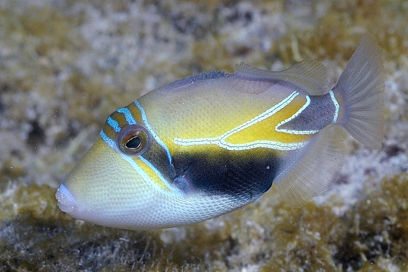 Reef Triggerfish: האם הוא באמת יכול לשנות צבעים, מה פירוש השם שלו בהוואי ועוד עובדות מעניינות