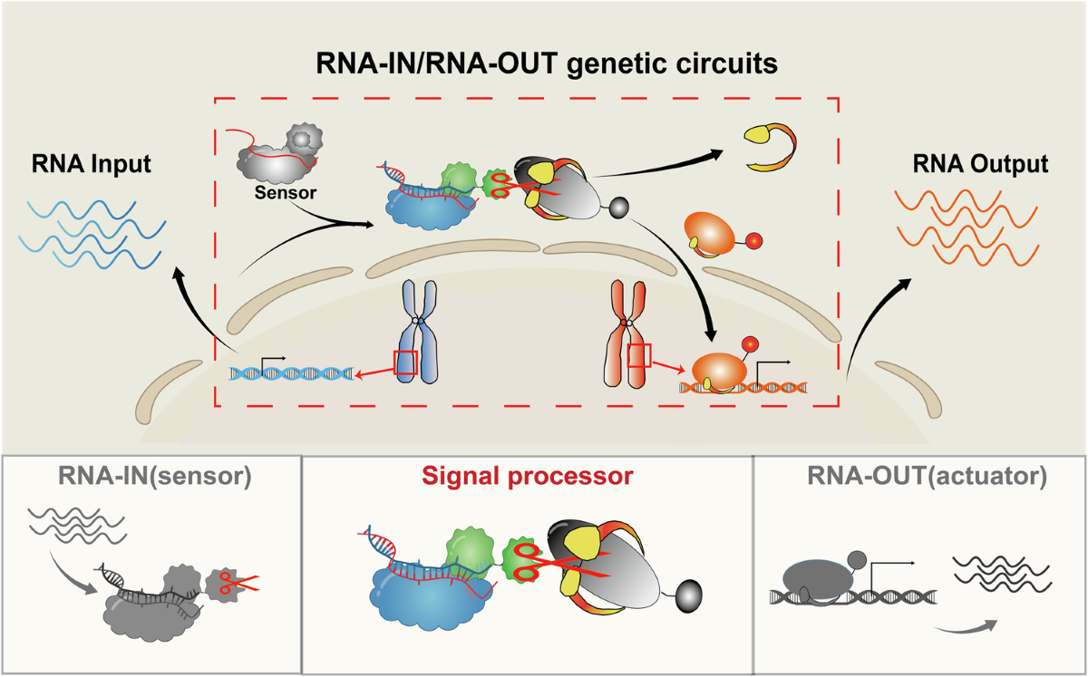 תכנות תאים: כלי RNA חדש משפר את הדיוק במעגלים גנטיים סינתטיים