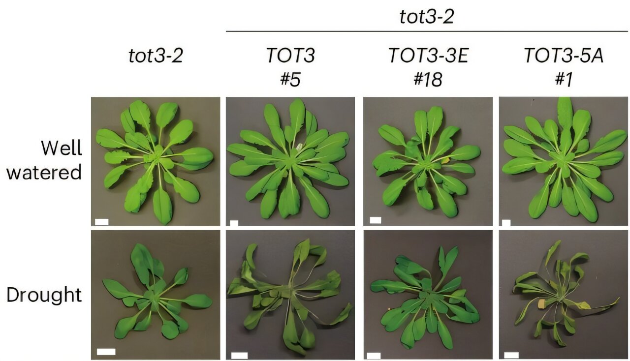 מחקר Stomata מספק תובנות חדשות בתגובת הצמח לטמפרטורות גבוהות ובצורת